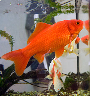 http://upload.wikimedia.org/wikipedia/commons/thumb/e/e9/Goldfish3.jpg/300px-Goldfish3.jpg