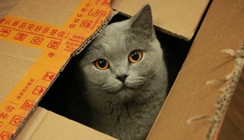 A cat in a moving box